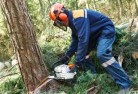 Cliftleightree-felling-services-21.jpg; ?>
