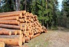 Cliftleightree-felling-services-31.jpg; ?>