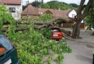 Cliftleightree-felling-services-41.jpg; ?>